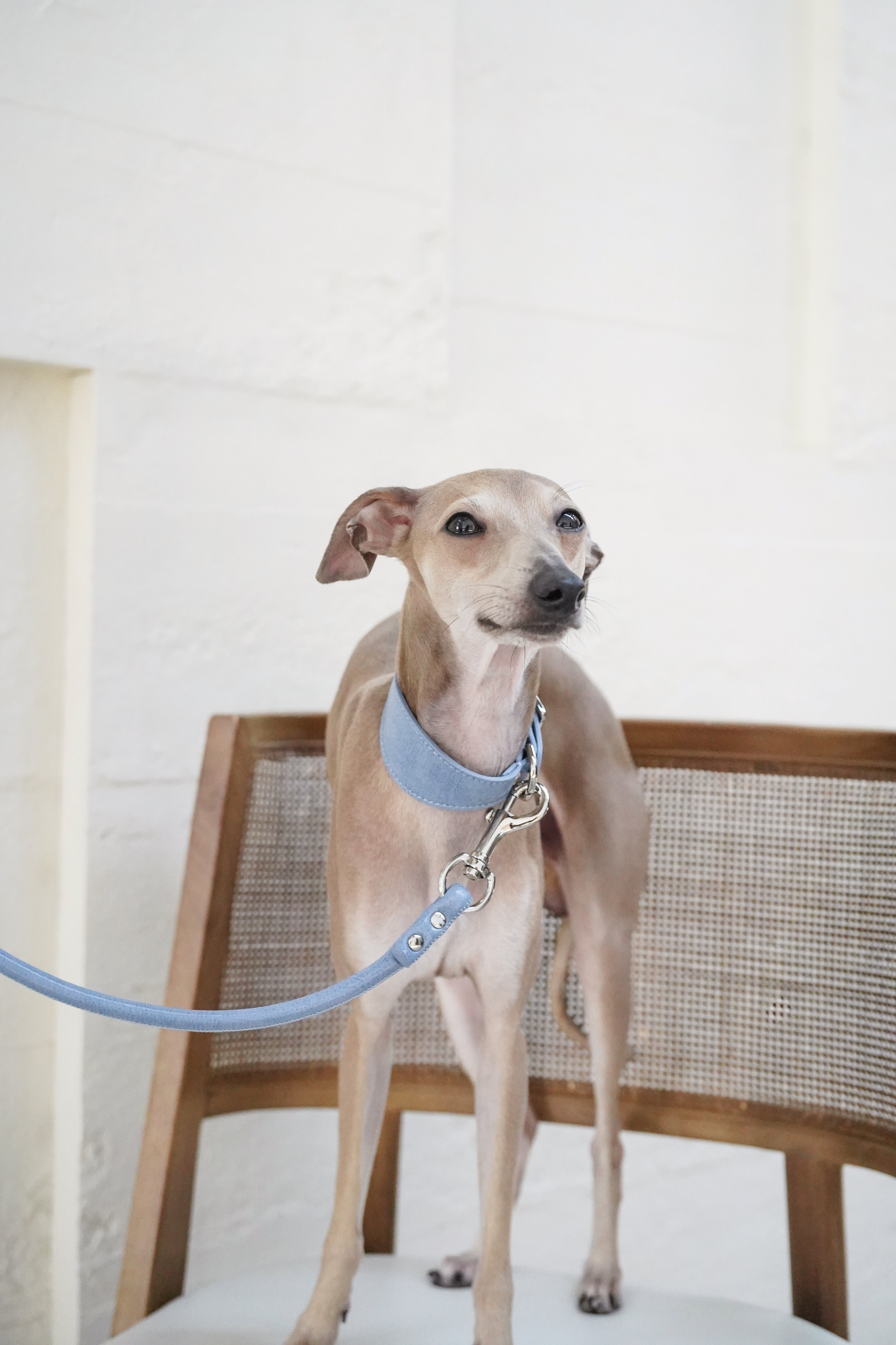 Front view of an Italian Greyhound wearing a vegan leather dog collar clipped to a leash; minimal design and polished metal hardware shown during a calm indoor walk.