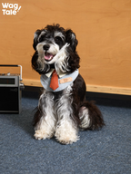 A black and white dog sitting upright wearing a vintage collar-style dog bandana with a tie detail, styled as a playful yet refined dog bib accessory.