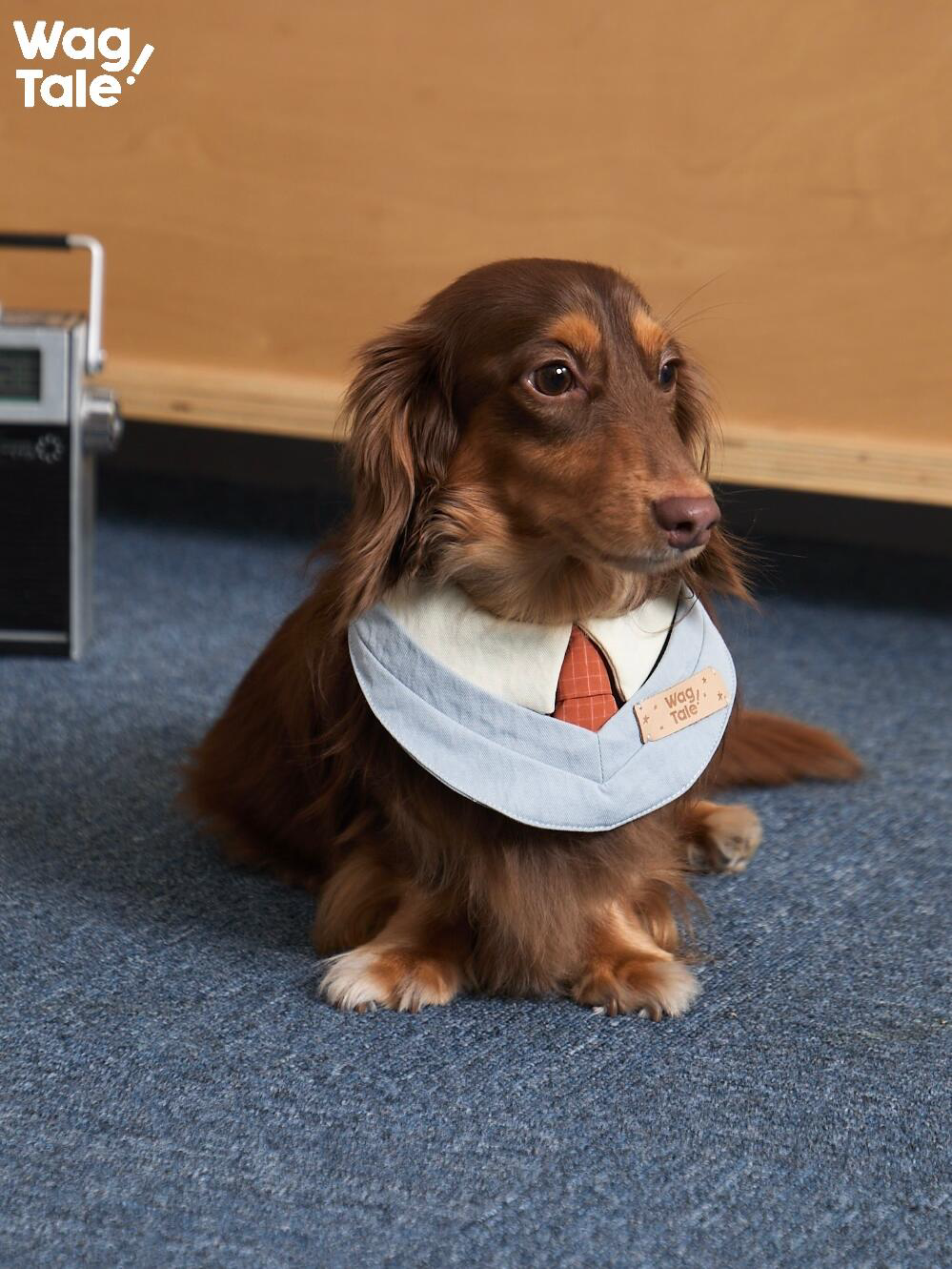 A long-haired dachshund sitting on the floor wearing a vintage collar-style dog bandana with a shirt collar and tie detail, styled as an office-inspired dog accessory.