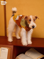 Wirehaired terrier standing in a vintage knitted dog sweater with embroidered-style graphics, showing the fitted silhouette and cozy winter knitwear look.
