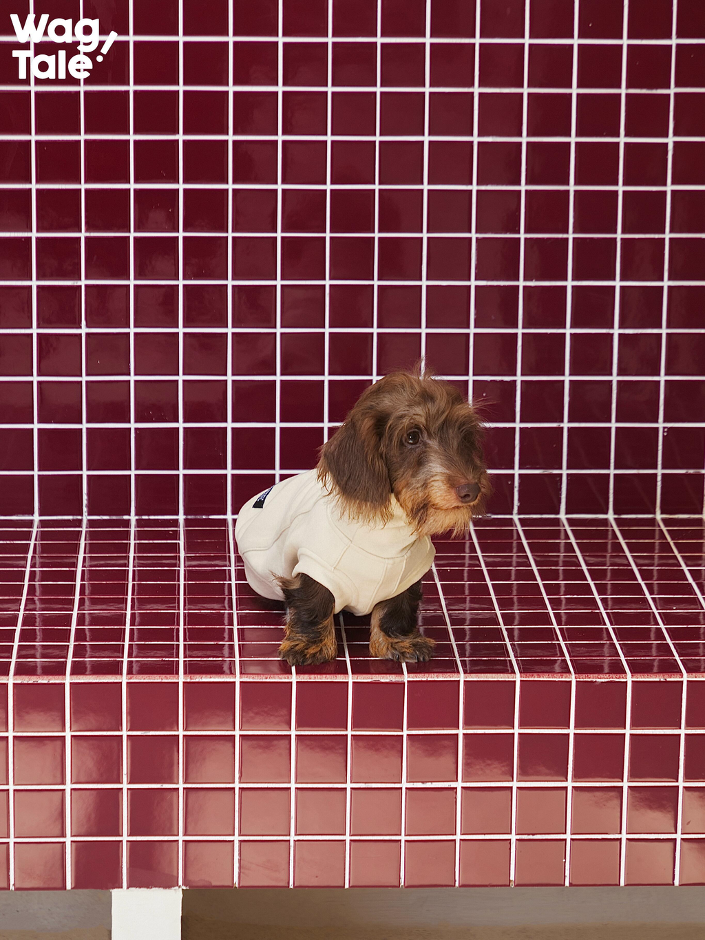 Wirehaired dachshund sitting on tiled steps wearing a cream solid color dog jumper, highlighting the simple structure and comfortable everyday fit.