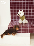  Dachshund lying down wearing a brown ginger fiber dog jumper, highlighting the soft fabric, stretch comfort, and relaxed everyday wear.