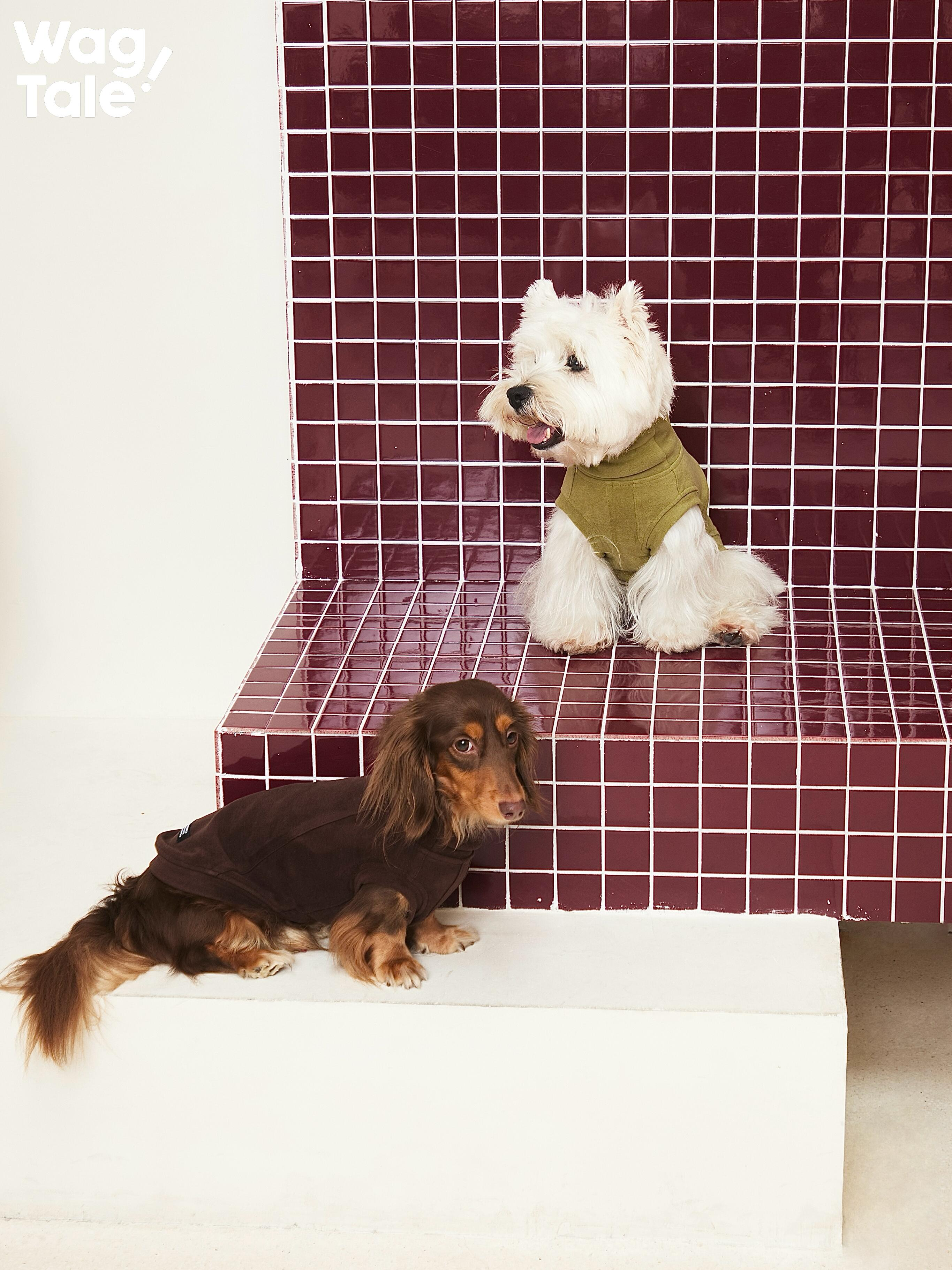  Dachshund lying down wearing a brown ginger fiber dog jumper, highlighting the soft fabric, stretch comfort, and relaxed everyday wear.