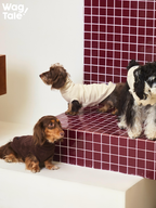 Dachshund and West Highland White Terrier wearing warm dog jumpers in brown and olive tones, displayed on tiled steps for a lifestyle fit reference.