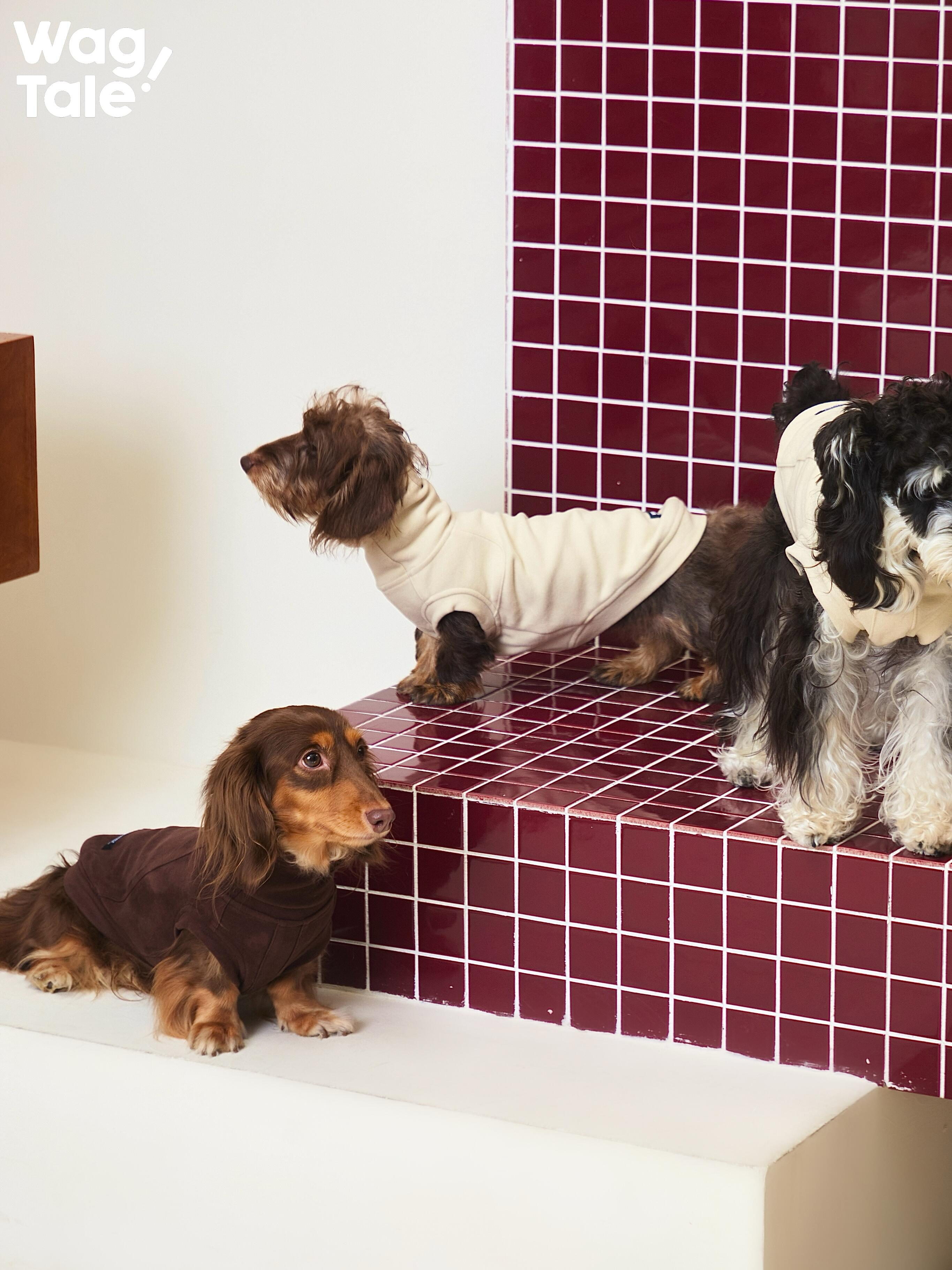 Dachshund and West Highland White Terrier wearing warm dog jumpers in brown and olive tones, displayed on tiled steps for a lifestyle fit reference.