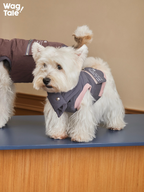 Front view of a dog in a warm insulated dog vest paired with a neck wrap, emphasizing wind protection and winter comfort.