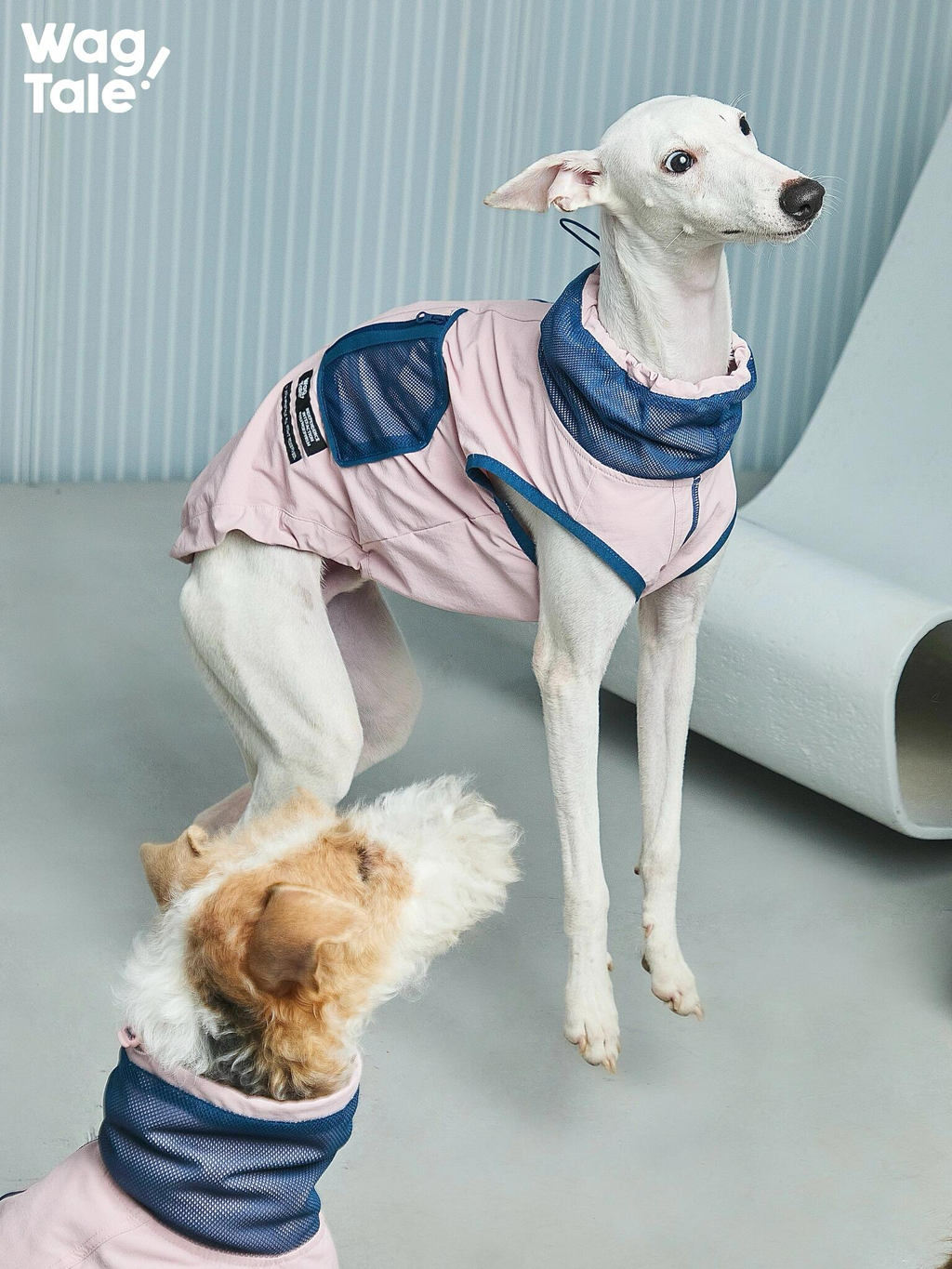 A whippet wearing a water-resistant technical dog vest in blush pink with navy breathable mesh panels and utility pocket details, photographed in a modern studio.