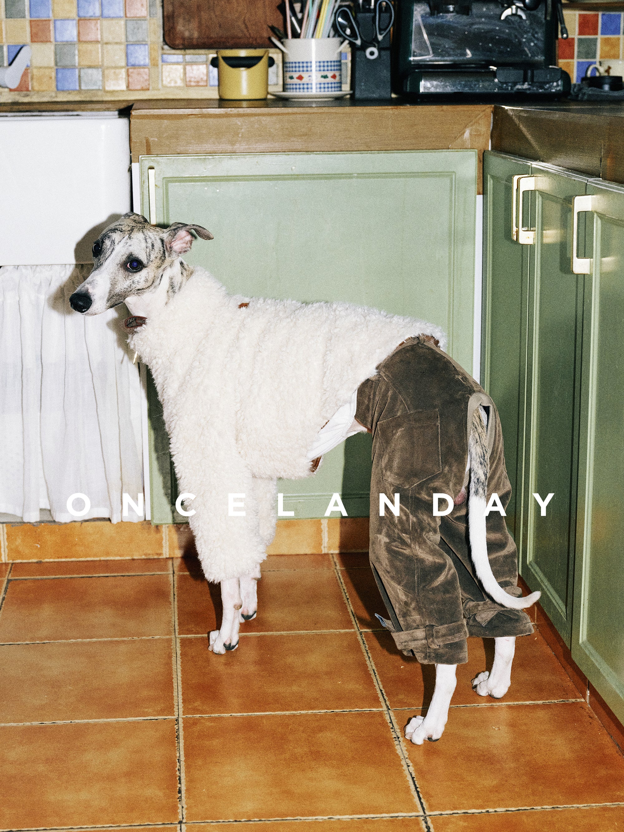 Whippet standing in a kitchen wearing a fluffy fleece outer layer paired with flocked cotton dog winter pants, showing full-leg coverage and relaxed winter trousers fit.