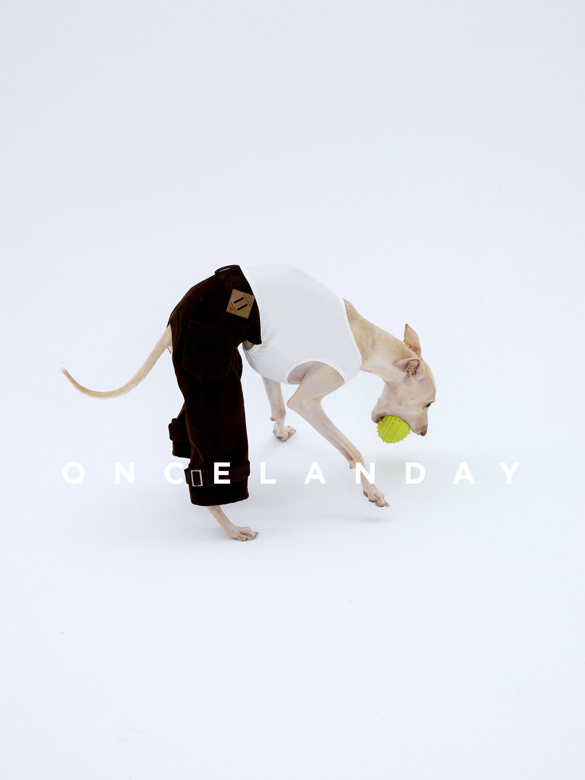 Whippet bending down to pick up a toy while wearing flocked cotton dog winter pants, demonstrating flexibility, comfort, and secure fit during movement.