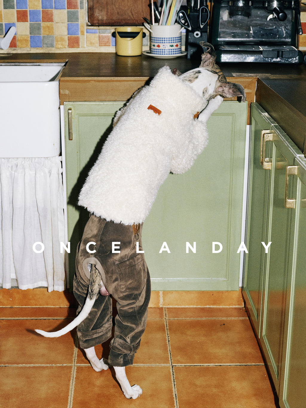 Whippet standing upright to reach a kitchen counter while wearing flocked cotton dog winter pants and a fleece coat, showing the pants’ warmth, flexibility, and full-leg coverage.