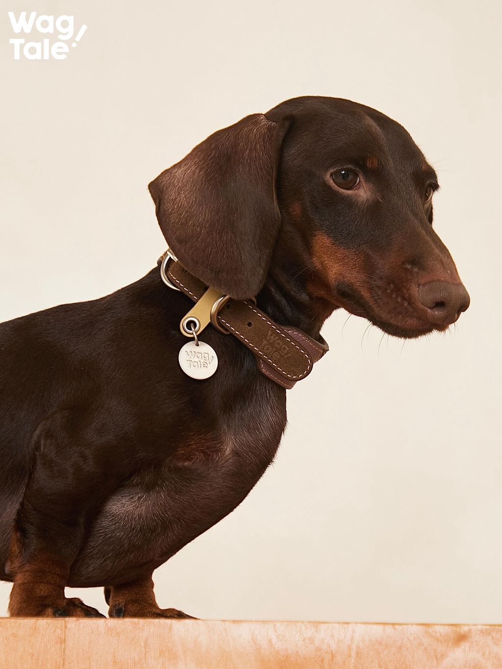 Close-up of a dachshund wearing a wide brown top-grain leather dog collar with durable metal hardware and a hanging logo tag.