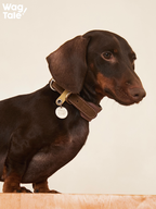 Close-up of a dachshund wearing a wide brown top-grain leather dog collar with durable metal hardware and a hanging logo tag.