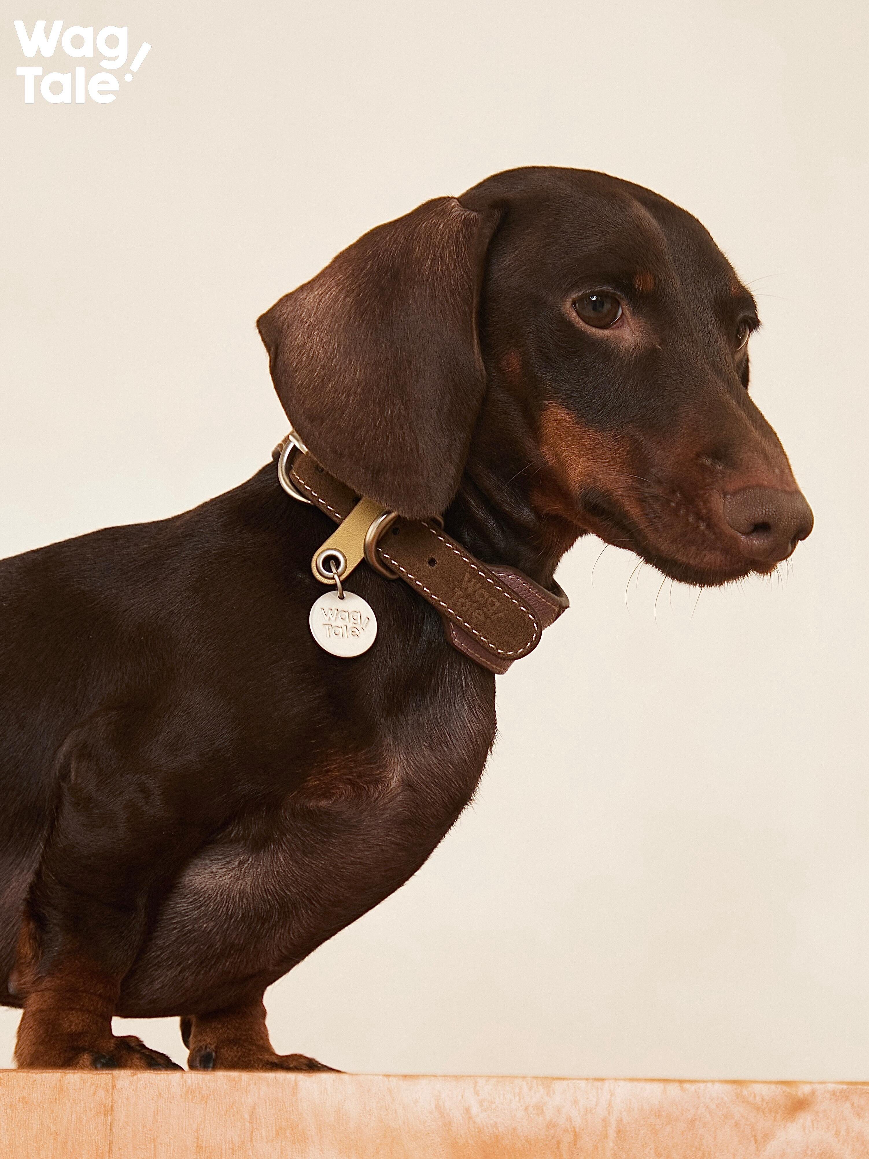 Close-up of a dachshund wearing a wide brown top-grain leather dog collar with durable metal hardware and a hanging logo tag.