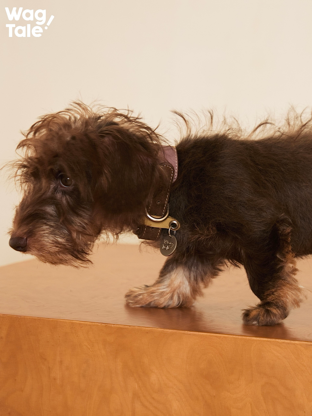 Wirehaired dachshund walking while wearing a wide leather dog collar with patchwork panels, designed for comfort and everyday durability.