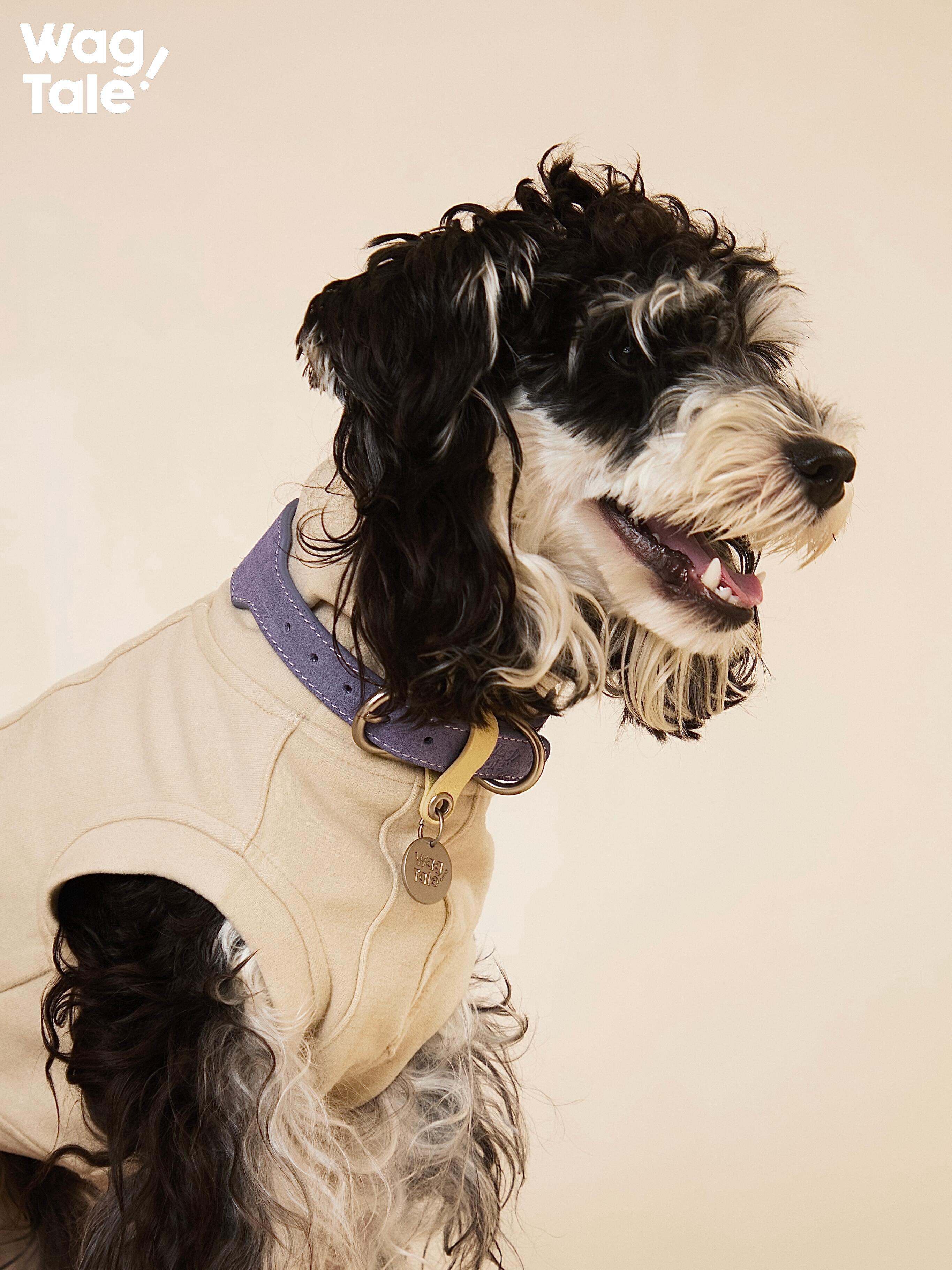 Curly-haired small dog wearing a wide purple patchwork leather dog collar with soft top-grain leather and a hanging metal logo tag.