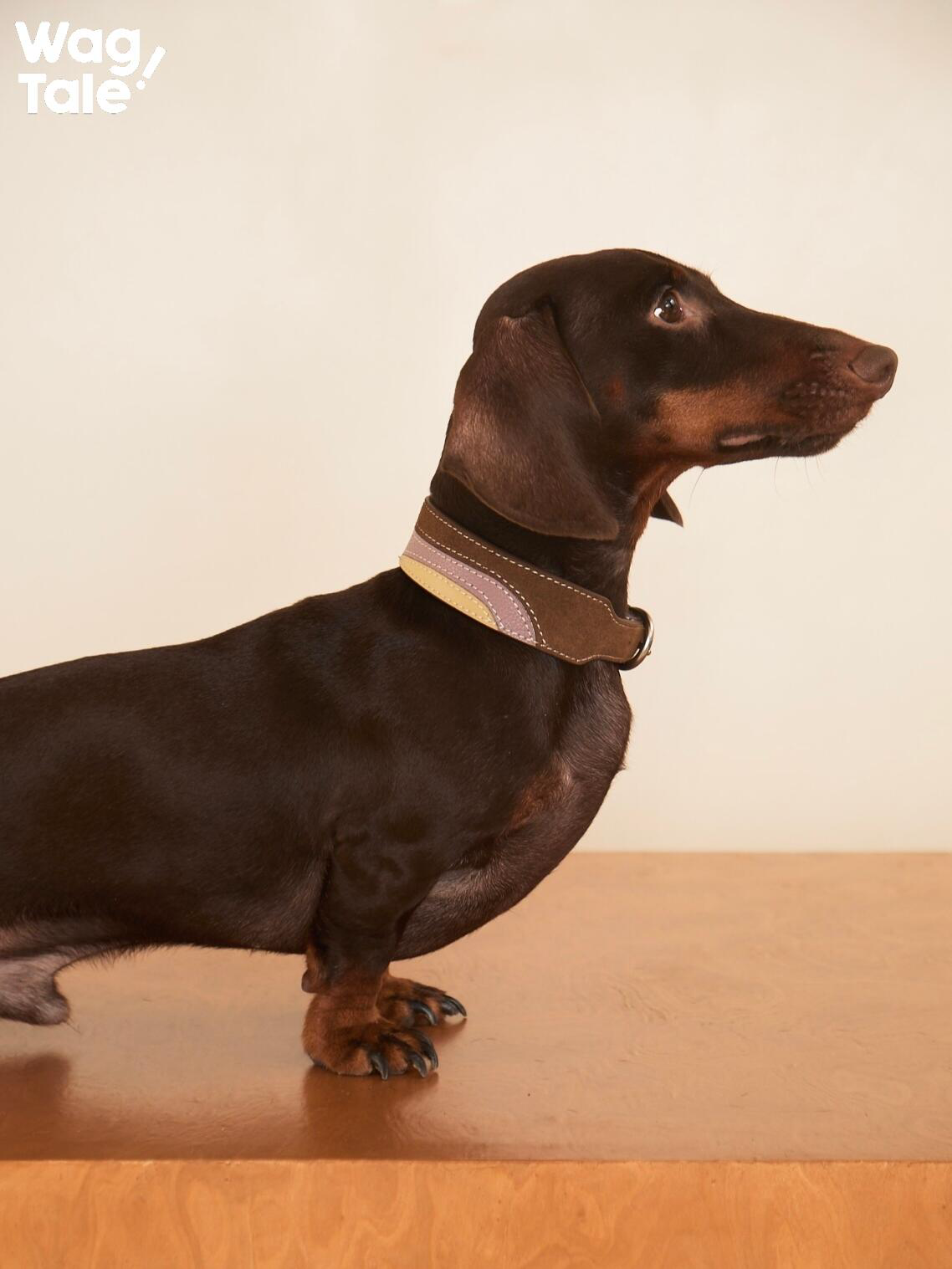 Side profile of a dachshund wearing a wide leather dog collar with patchwork panels, designed for neck comfort and an adjustable everyday fit.