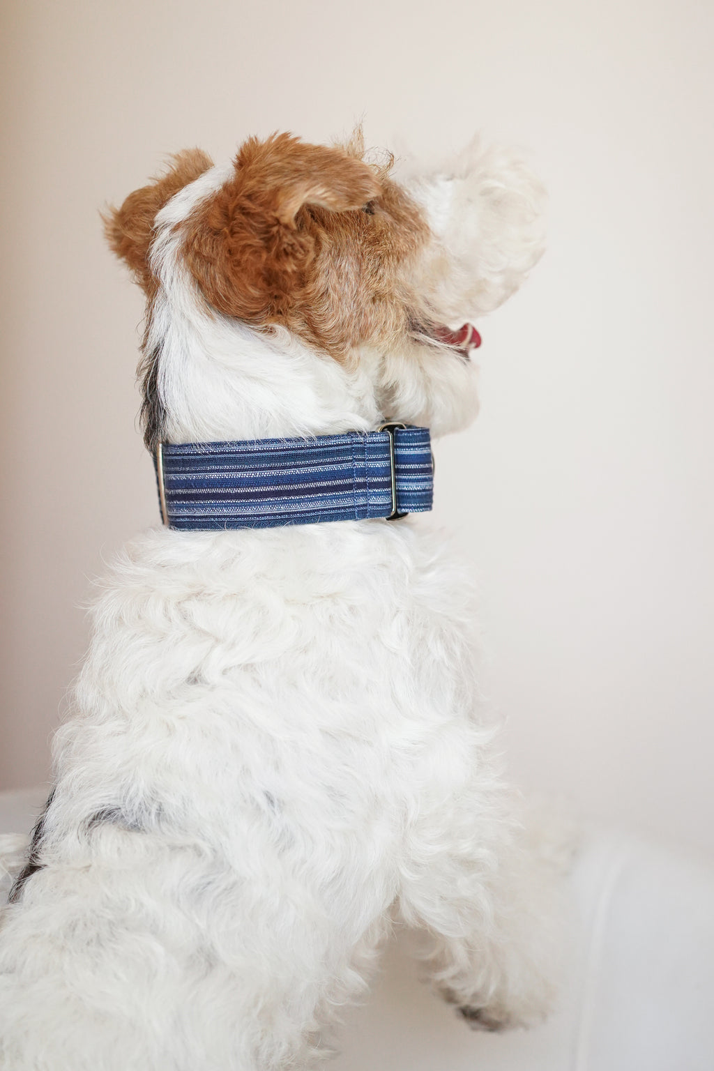 Back view of a terrier wearing a wide martingale dog collar; the striped trench-coat fabric and reinforced construction are shown clearly around the neck.