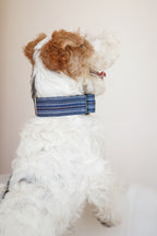 Back view of a terrier wearing a wide martingale dog collar; the striped trench-coat fabric and reinforced construction are shown clearly around the neck.