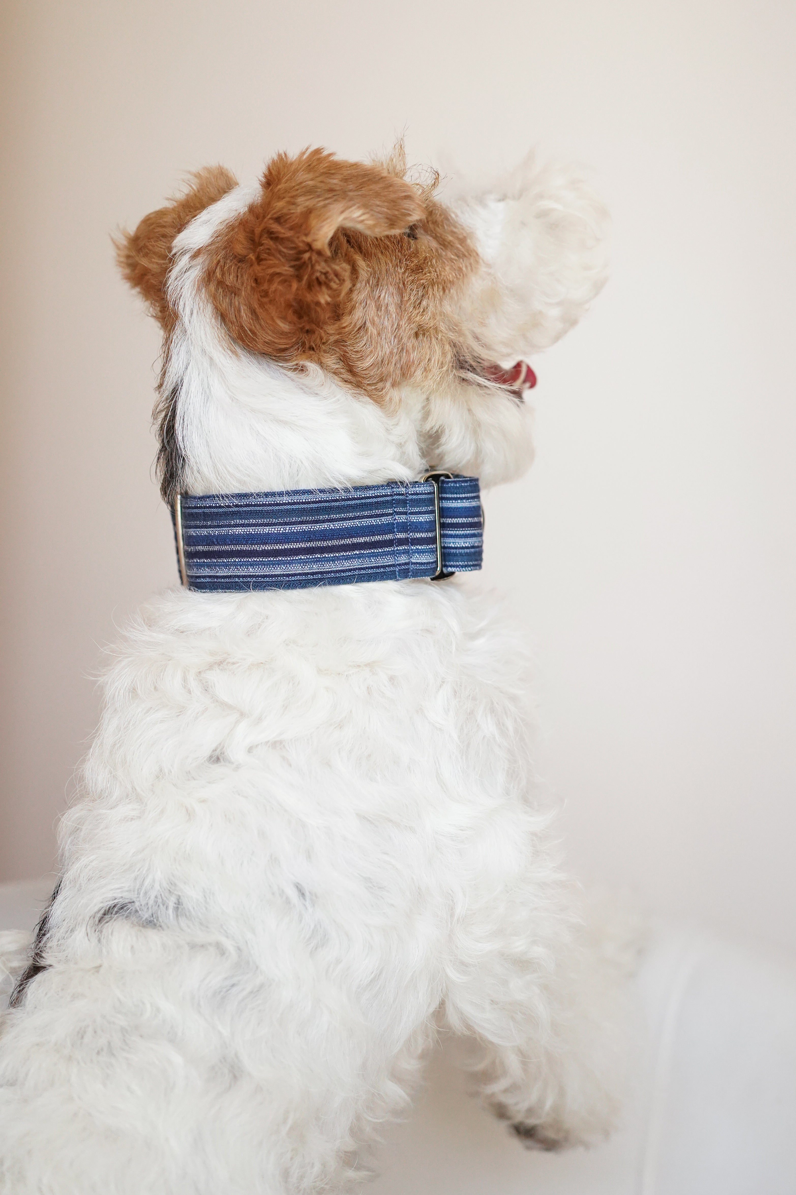 Back view of a terrier wearing a wide martingale dog collar; the striped trench-coat fabric and reinforced construction are shown clearly around the neck.