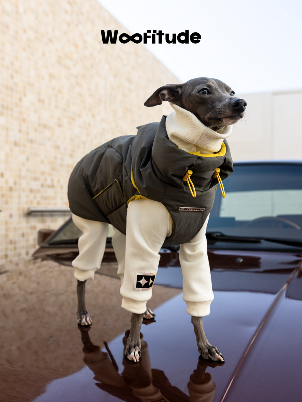 Slim Italian Greyhound modeling Woofitude windproof dog puffer vest featuring a double drawcord neck design. Perfect for active dogs in chilly weather.