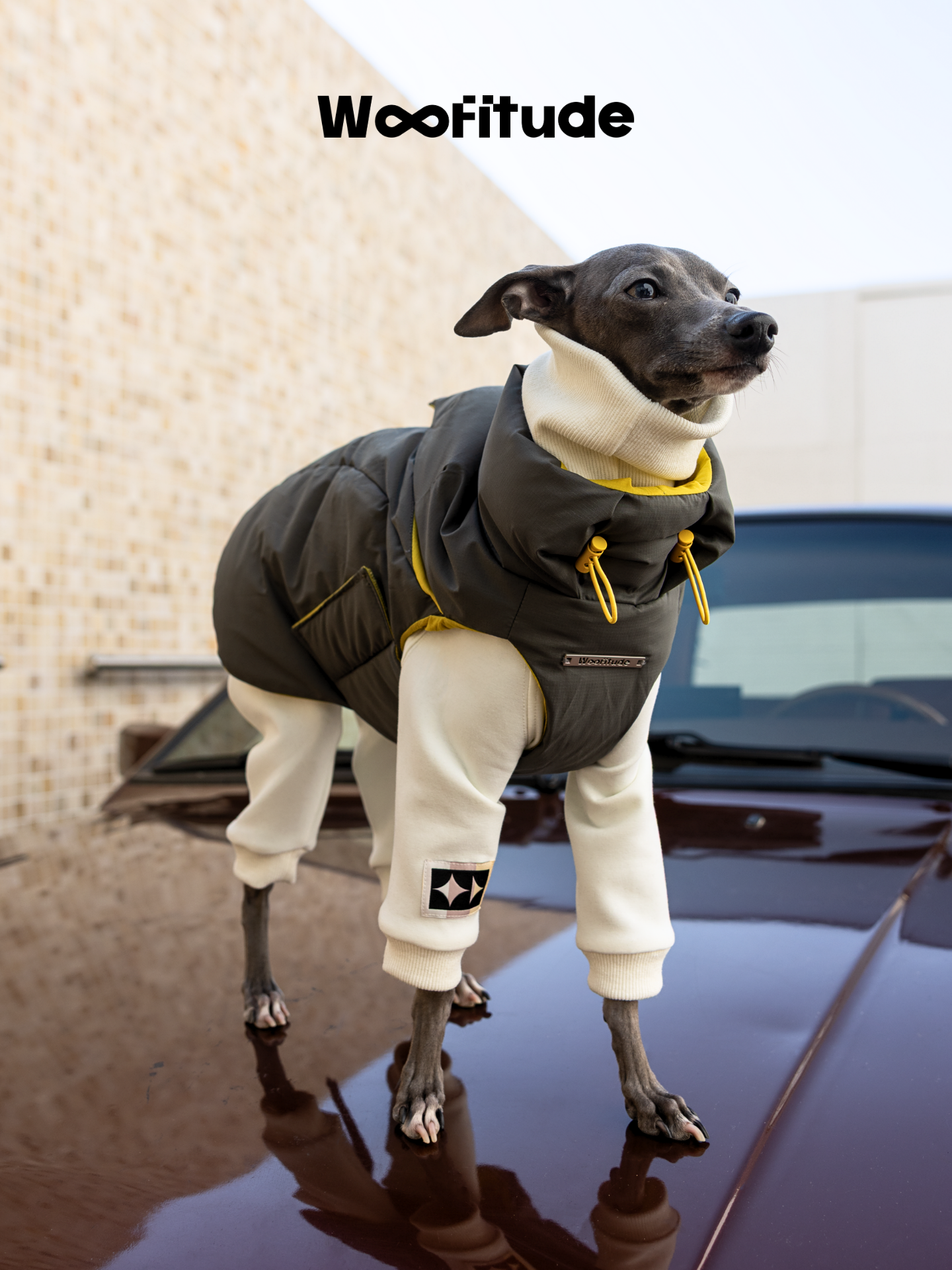 Slim Italian Greyhound modeling Woofitude windproof dog puffer vest featuring a double drawcord neck design. Perfect for active dogs in chilly weather.