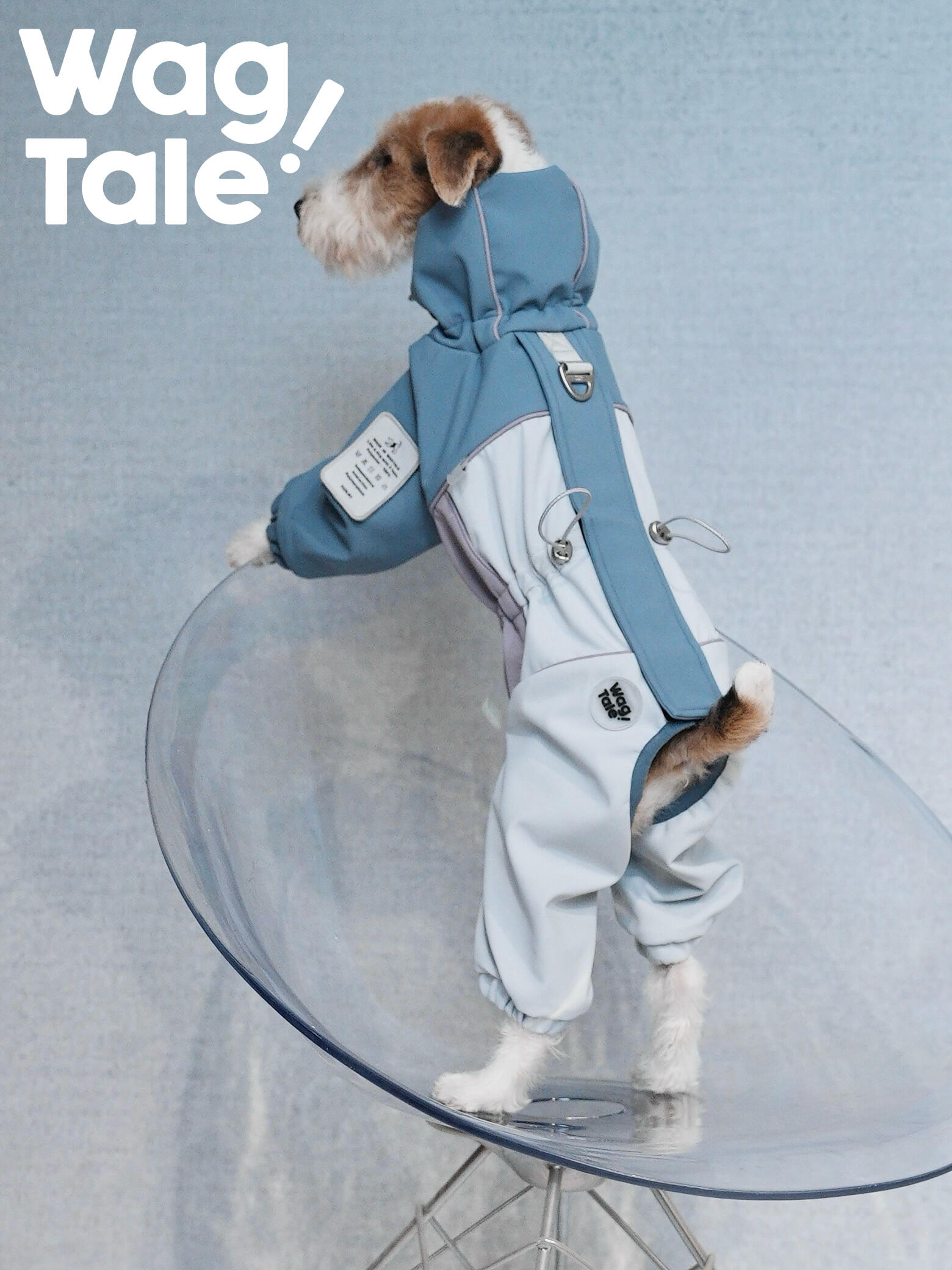 A terrier standing on a clear chair wearing a windproof, water-resistant dog jacket, shown from the back to highlight adjustable drawstrings and hardware details.