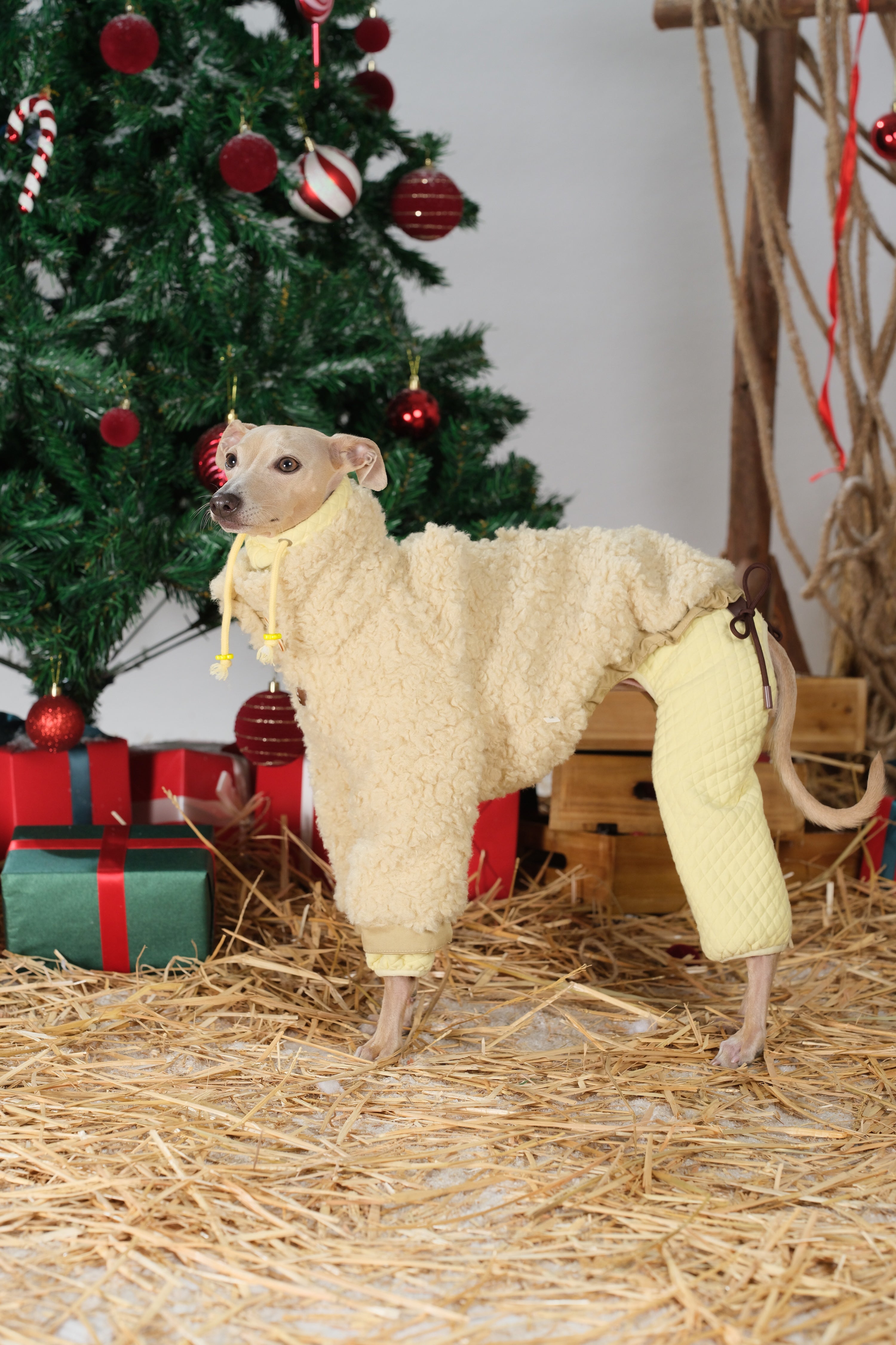 Full body view of a winter dog jacket showing balanced proportions and warm coverage in festive setting