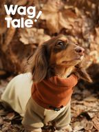 A dachshund shown from the front wearing a cozy winter dog suit with a fleece high neck and full-body coverage, photographed against a warm autumn leaf background.