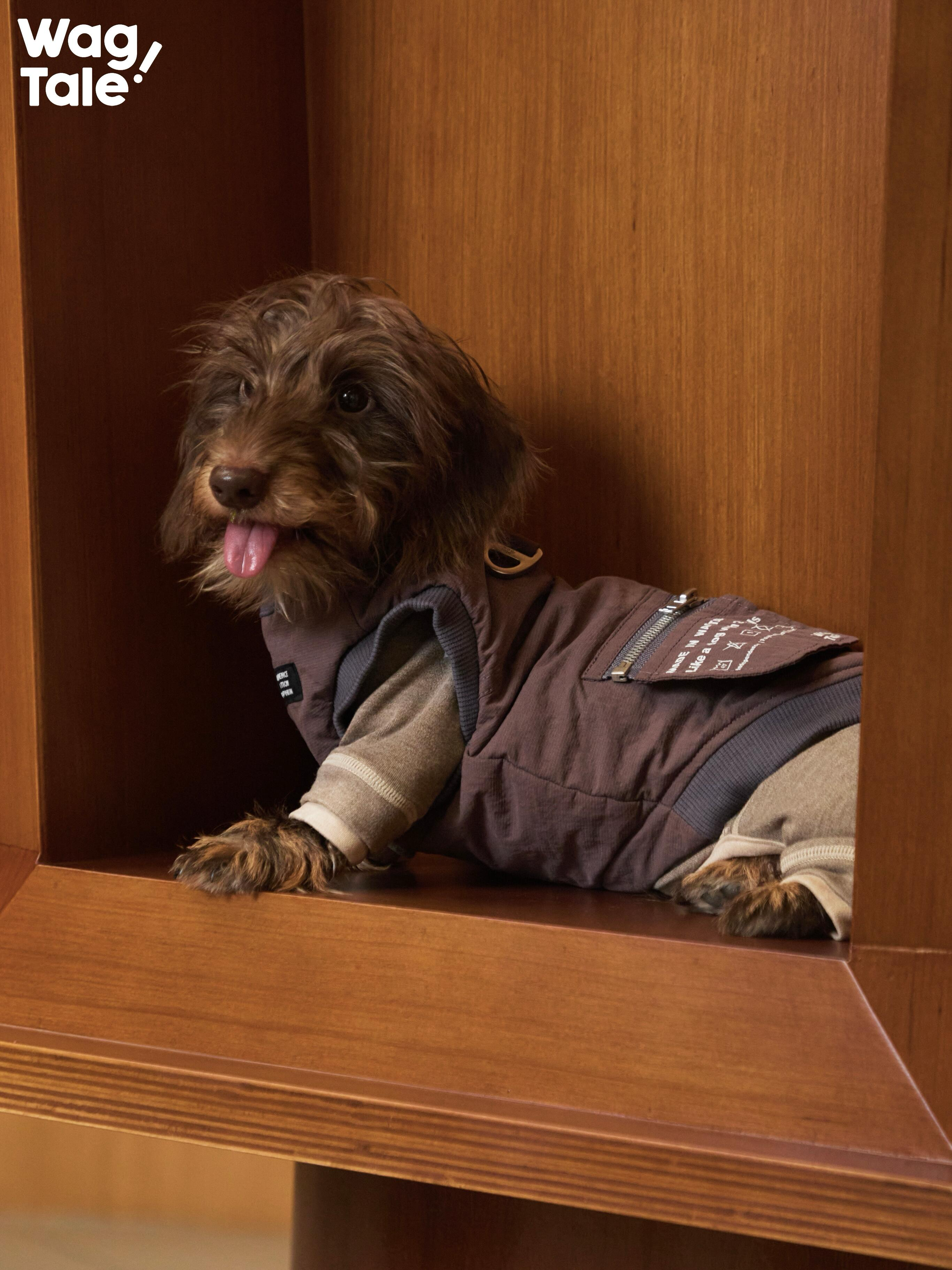 Dog wearing a winter dog vest layered over innerwear, highlighting padded warmth, soft lining, and comfortable indoor-to-outdoor styling.