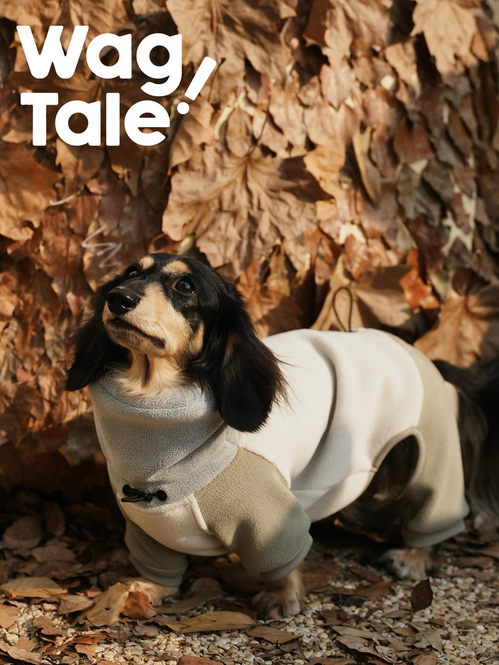 A dachshund standing on fallen leaves wearing a winter fleece dog suit in cream and khaki tones, featuring a four-leg design and soft full-body coverage for cold weather.