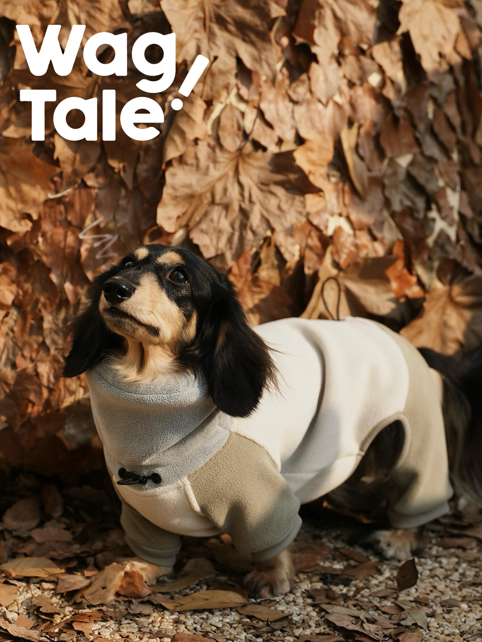 A dachshund standing on fallen leaves wearing a winter fleece dog suit in cream and khaki tones, featuring a four-leg design and soft full-body coverage for cold weather.