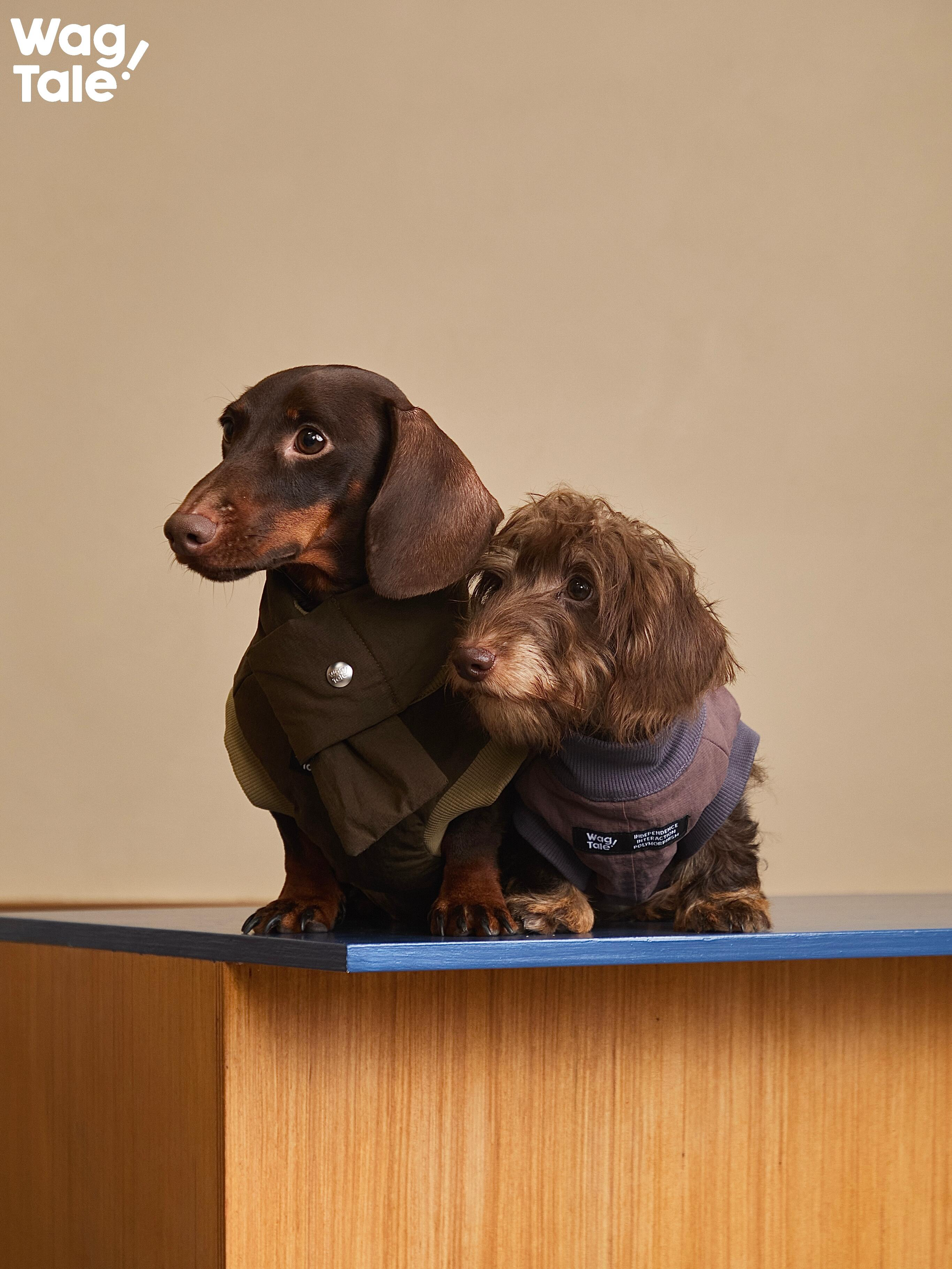 Two small dogs wearing winter padded dog vests with scarf-style neck detail, showing insulated warmth, easy-on design, and a clean winter-ready look.
