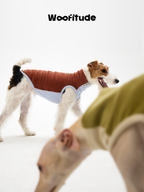 Wire Fox Terrier wearing a two-tone dog vest in a side view, highlighting clean lines and lightweight coverage.