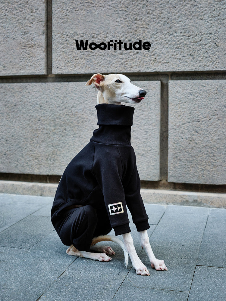 Full body view of black dog suit on Italian Greyhound, showing tailored leg fit and flexible double-sided fabric.
