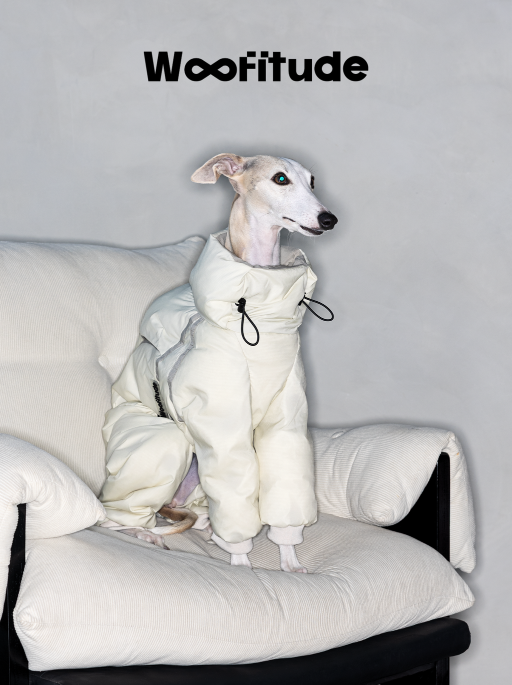 Italian Greyhound sitting on a sofa wearing a cream full-coverage dog down suit with padded structure and adjustable collar.