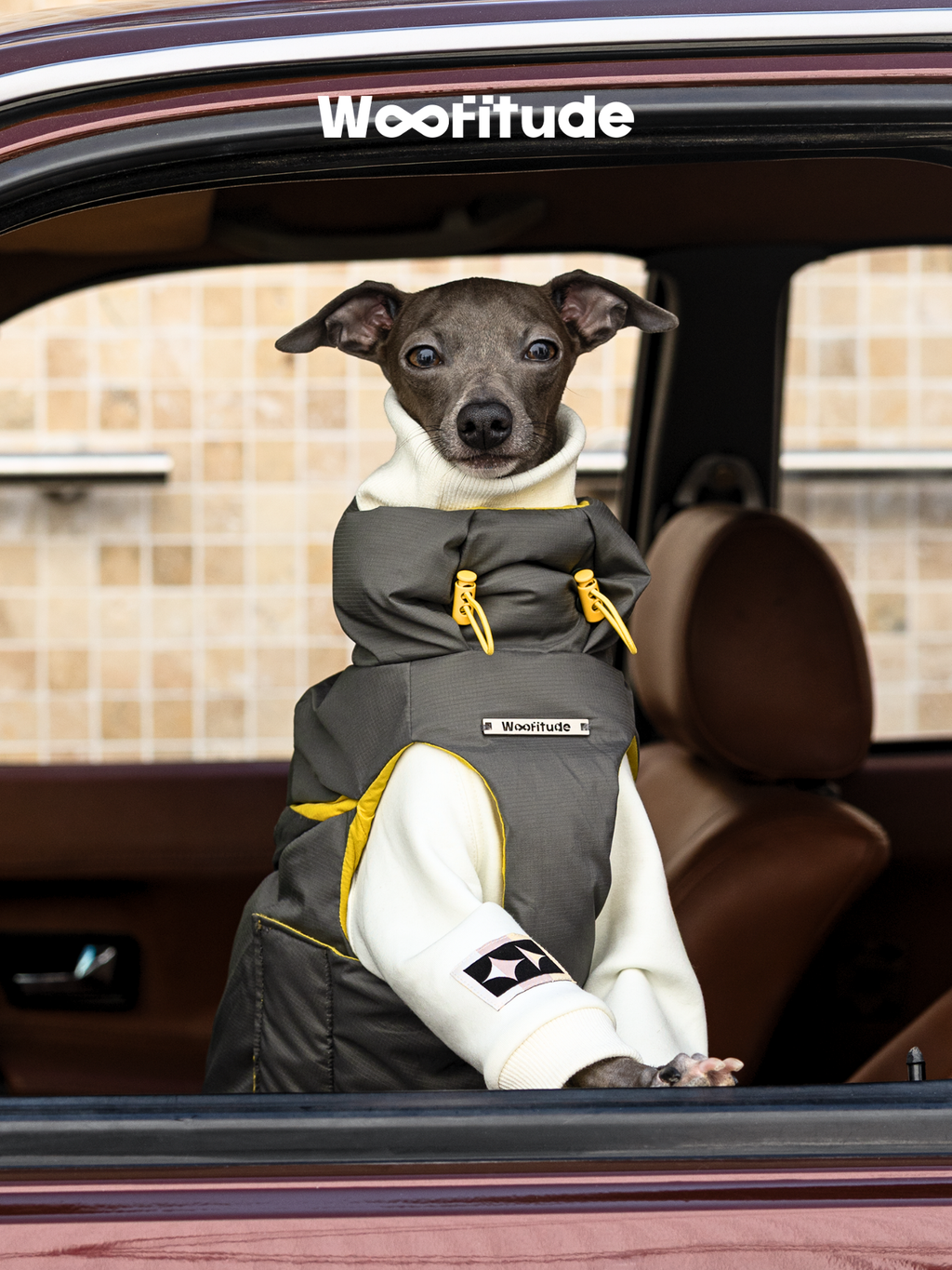 Close-up of Italian Greyhound wearing Woofitude dog winter vest featuring a custom metal logo and yellow drawcord details, shot through car window.