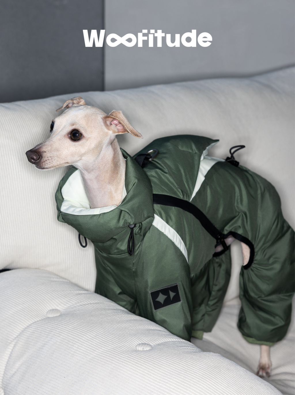 Italian Greyhound wearing a cream-colored winter dog down suit while standing on a sofa. The lightweight padded structure offers warmth without restricting movement indoors.
