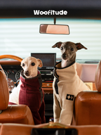 Two Italian Greyhounds wearing polar fleece dog jumpers sitting inside a car, suitable for everyday wear.