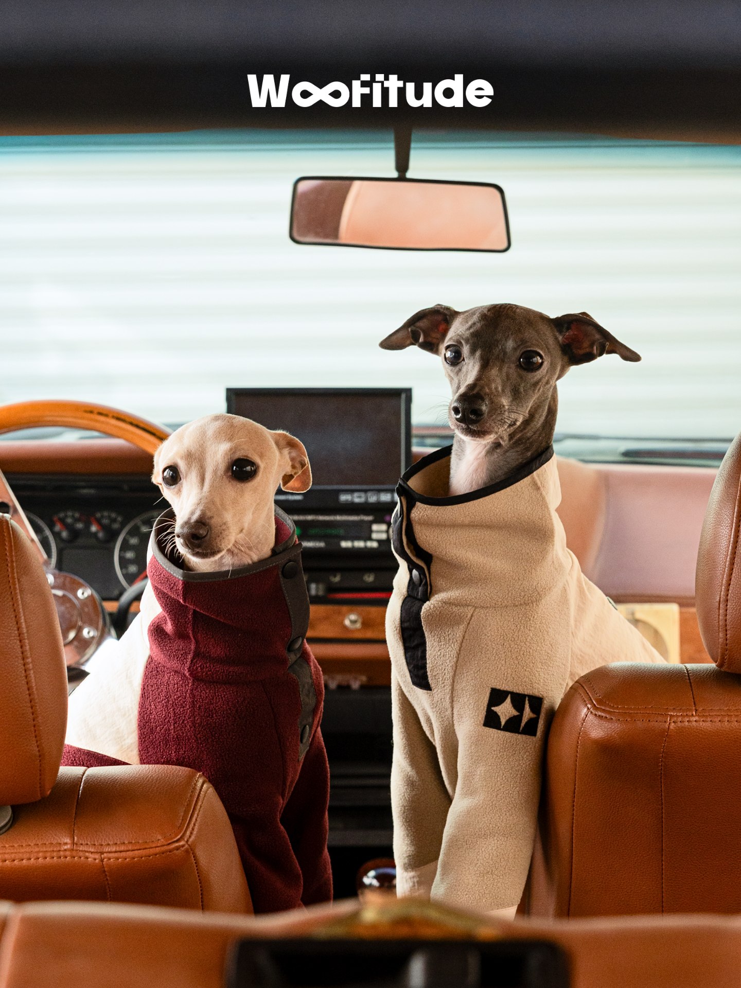 Two Italian Greyhounds wearing polar fleece dog jumpers sitting inside a car, suitable for everyday wear.