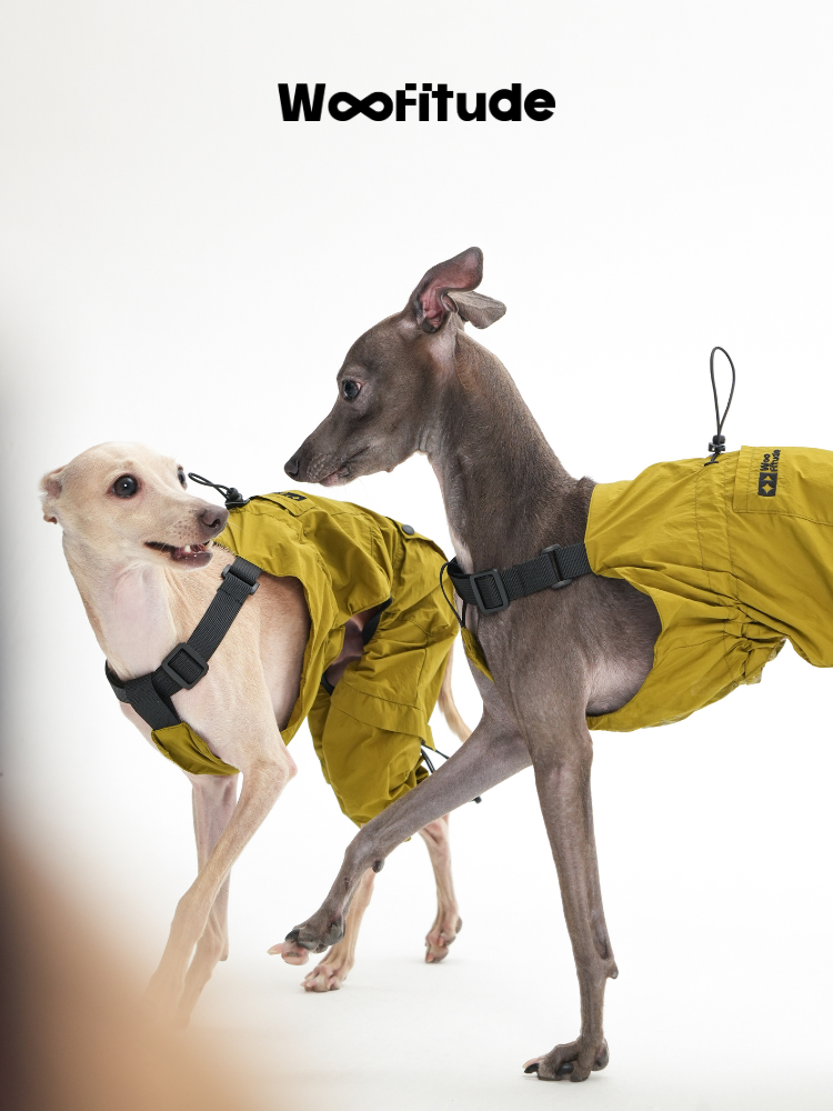 Close interaction between two Italian Greyhounds wearing yellow nylon dog overalls with four-leg design.