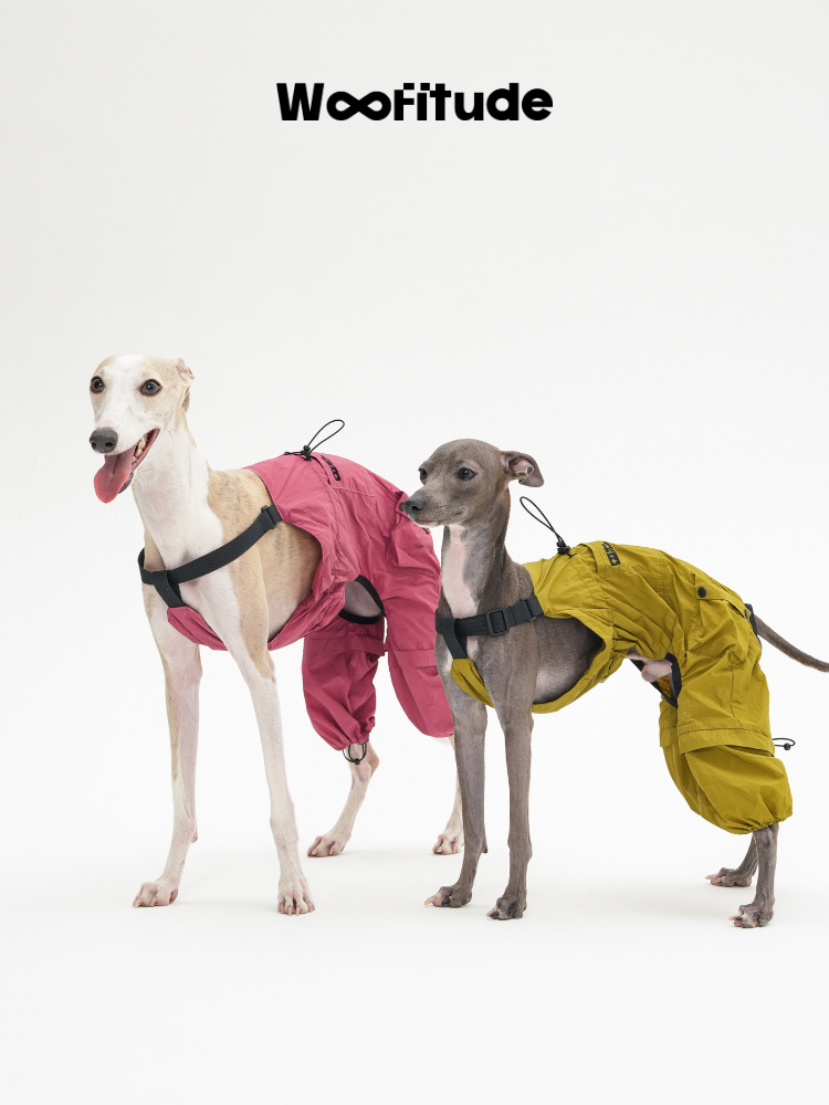 Front view of Italian Greyhounds in pink and yellow dog overalls showing full-body coverage and adjustable fit.