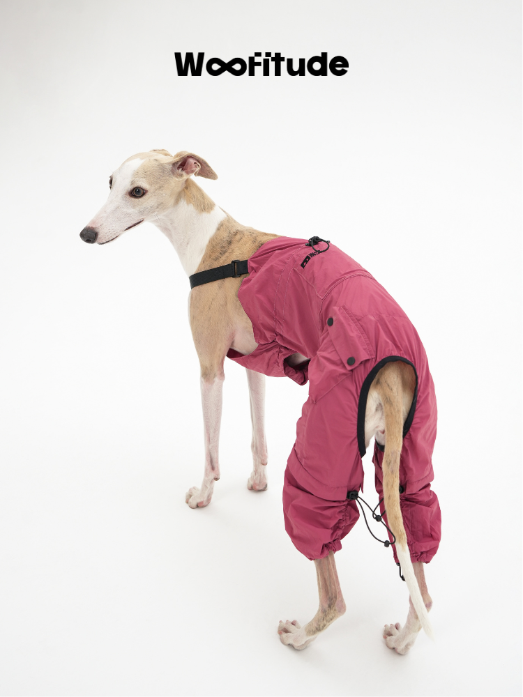  Rear angle of Italian Greyhound wearing a pink full-body dog overall with ergonomic leg design.