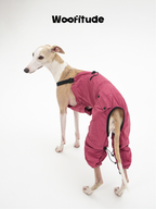  Rear angle of Italian Greyhound wearing a pink full-body dog overall with ergonomic leg design.