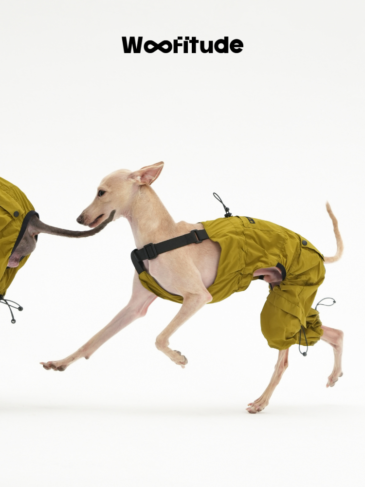 Italian Greyhound running in a yellow full-body dog overall, showing flexibility and breathable nylon fabric.
