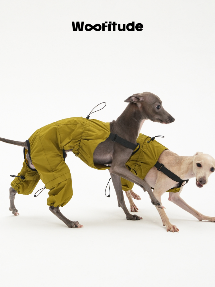 Side view of Italian Greyhound moving in a lightweight nylon dog overall designed for active movement.