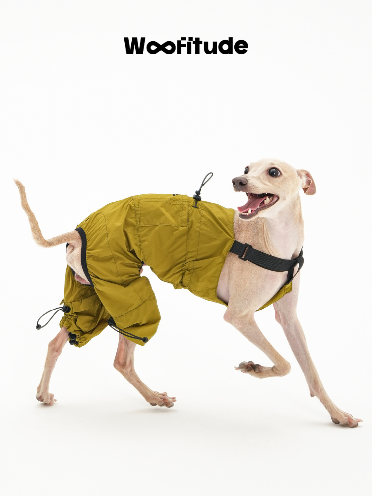 Italian Greyhound standing in a yellow nylon dog overall with adjustable leg openings and clean silhouette.