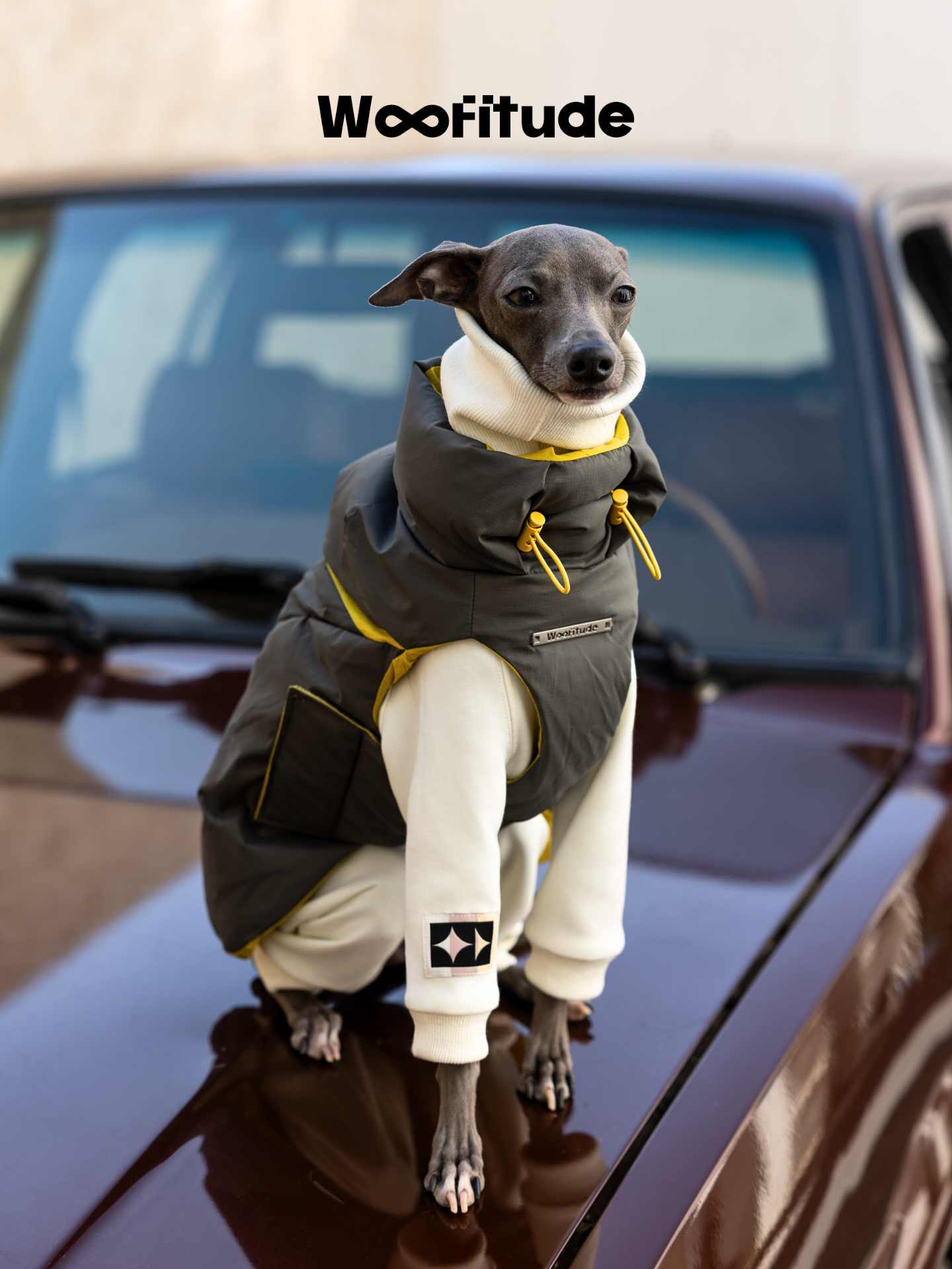 Italian Greyhound in grey and yellow Woofitude dog down vest made of Nylon 66 fabric, sitting on a vintage car hood. Lightweight, water-resistant, and durable design.