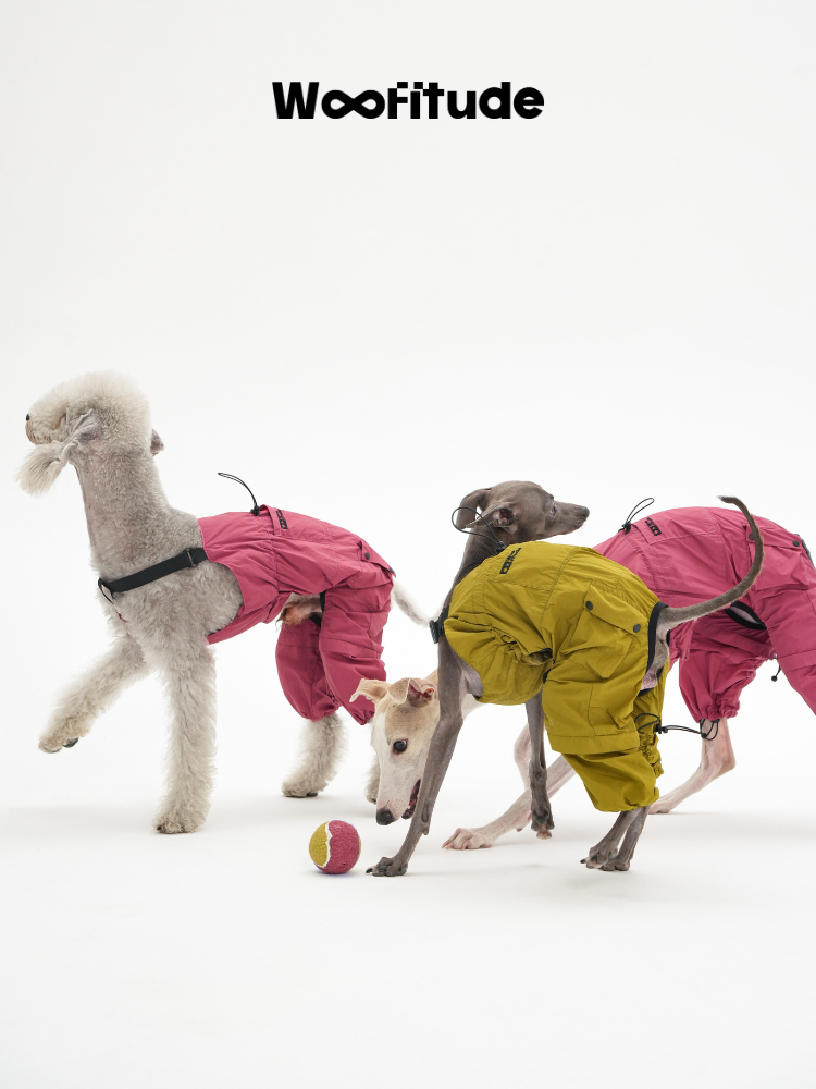  Italian Greyhound and Bedlington Terrier wearing lightweight nylon dog overalls while playing with a ball.