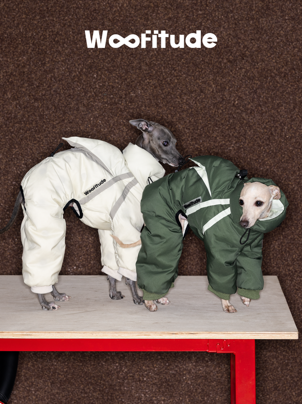 Back and side view of Italian Greyhound wearing a green winter dog suit with elastic inner cuffs and streamlined padded design, highlighting the suit’s full-coverage fit.