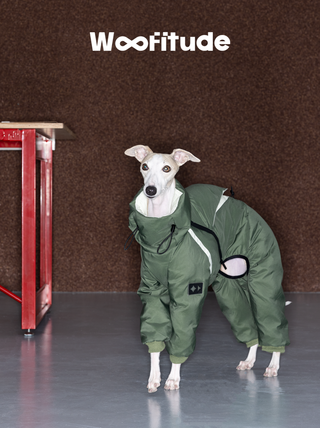 Italian Greyhound standing indoors wearing a green down-filled dog suit with adjustable double drawcord collar, designed to retain warmth around the neck in cold conditions.